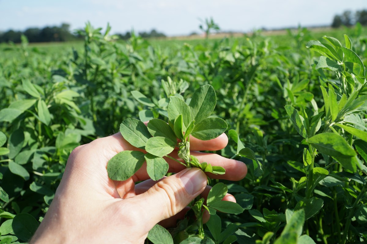 Liście lucerny zawierają najwięcej cennego białka.jpg